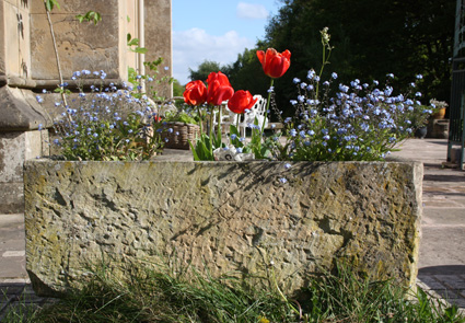 tulips
